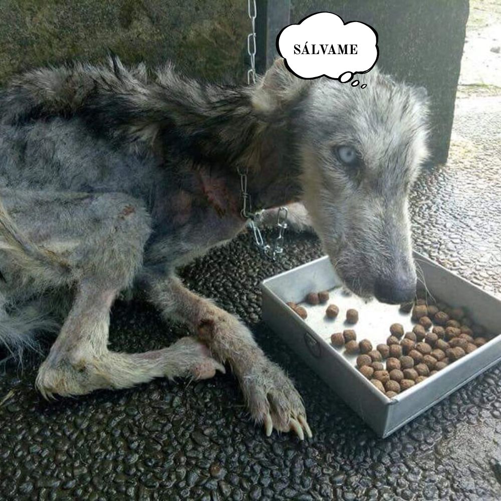 “Un perrito exhausto por el hambre, con una mirada suplicante y un cuerpo demacrado reducido solo a piel y huesos.” .Ni
