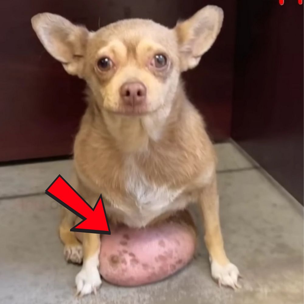 “La mirada de auxilio de un perrito desdichado con un tumor maligno en el vientre, luchando contra el dolor en medio de la desesperación y la indiferencia.” .ni