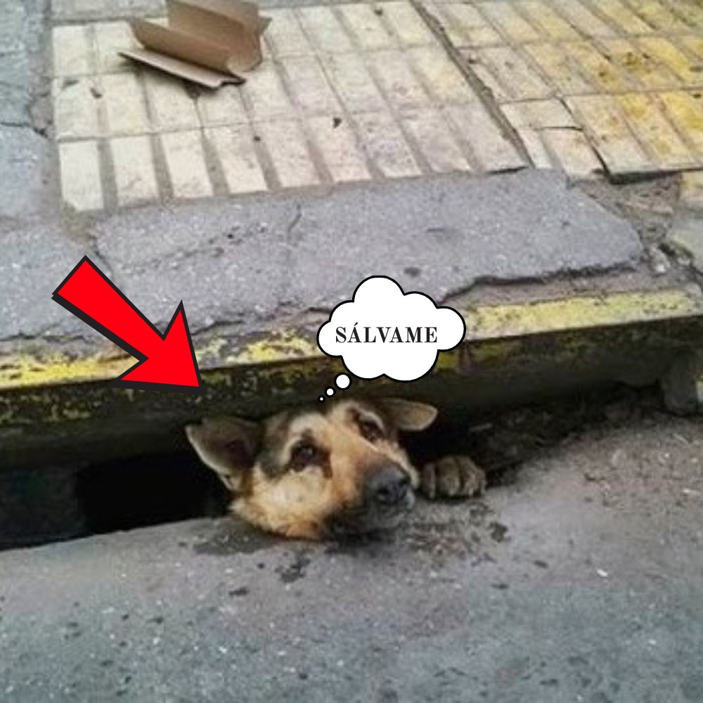 “El momento angustiante de un perrito atrapado durante días en una fría alcantarilla, con una mirada de pánico pidiendo ayuda y recibiendo solo la indiferencia de quienes pasan.” .ni