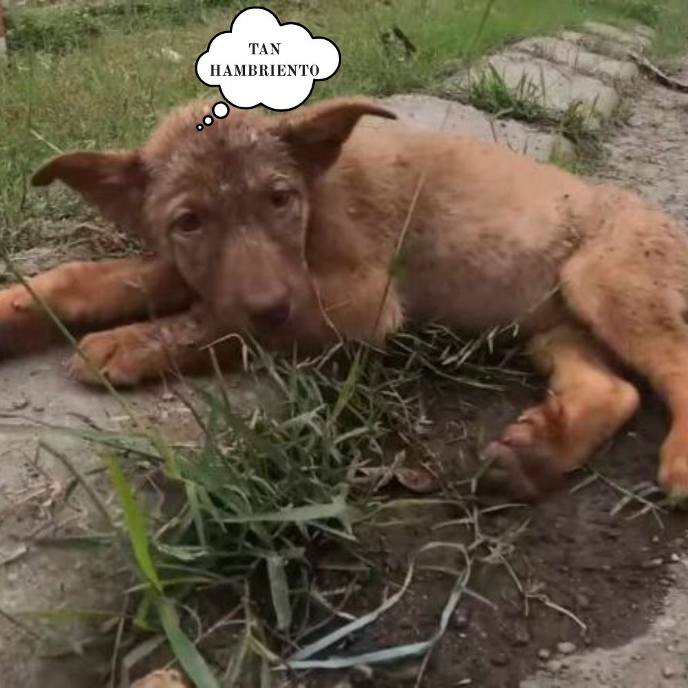“Con los ojos empañados siguiendo a la gente apresurada, el perrito exhausto yace desplomado al borde del camino.” .ni