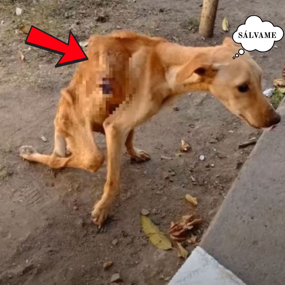 “Por favor, no me des la espalda, solo necesito un poco de cariño para seguir viviendo.” Un perrito discapacitado se arrastra por el suelo tras haber sido brutalmente golpeado. .ni