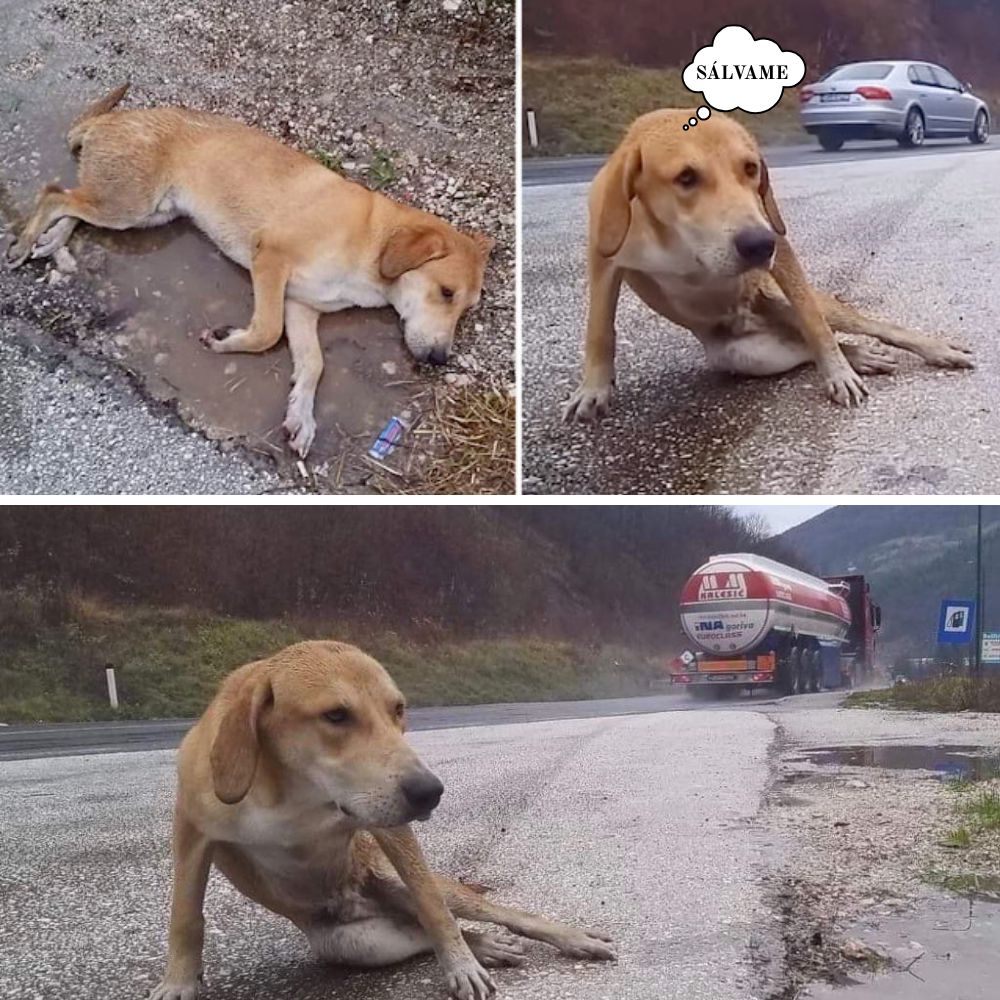 “¡Tengo tanta hambre! Dolorosa escena de un perrito paralizado de las patas traseras que se arrastra por la calle anhelando un bocado para sobrevivir.” .Ni