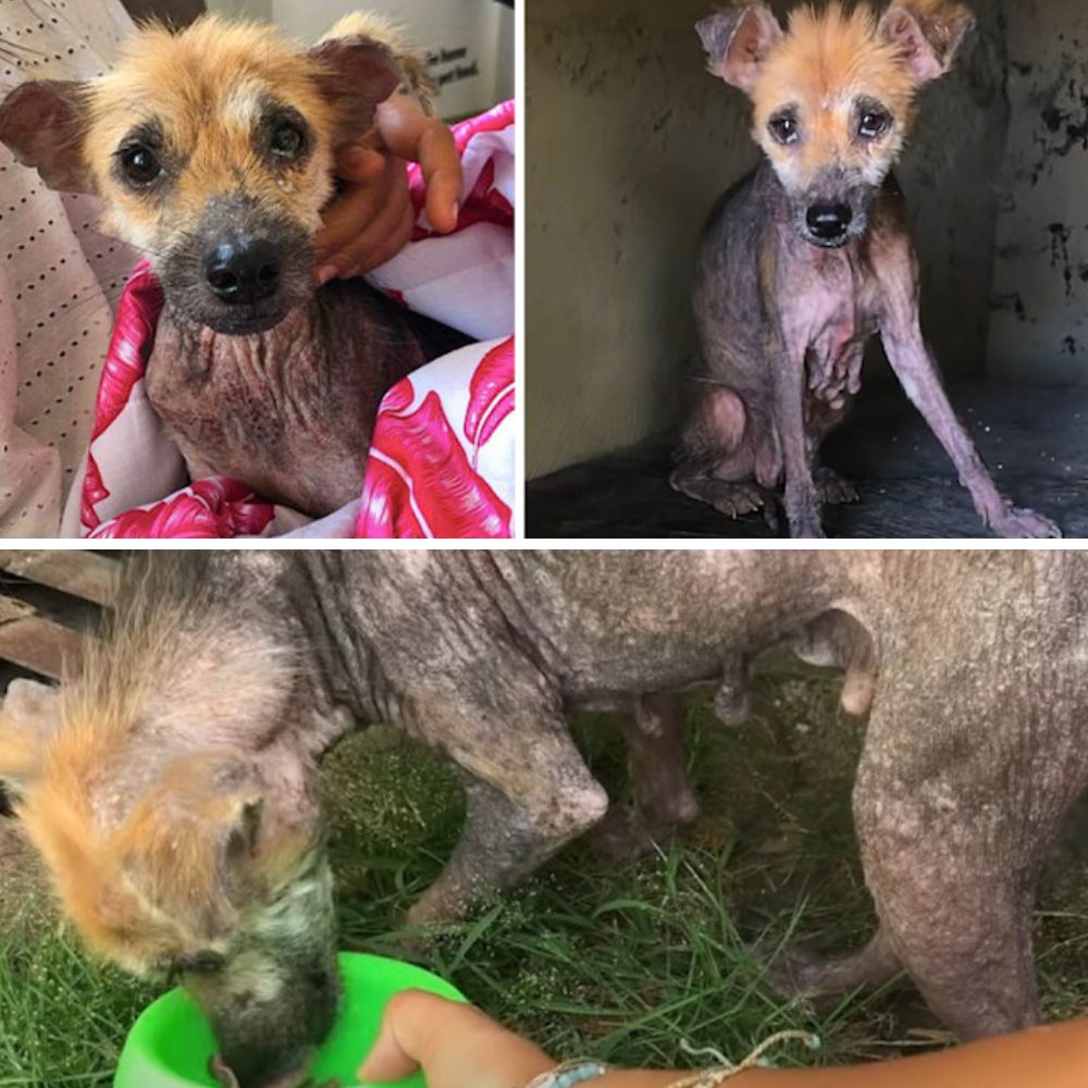“El perrito desdichado, abandonado en una casa desierta, con la mirada empapada de tristeza, anhela que su dueño regrese a recogerlo.” .Ni