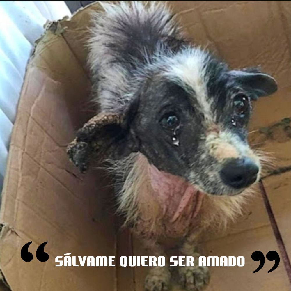 “Los ojos llorosos del perro perdido, el perro abandonado solloza llamando a una familia que nunca tuvo.” .Ni