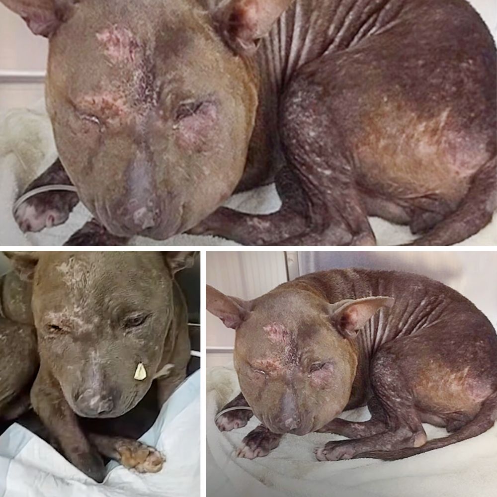 “El perrito aún anhela ser amado, pero debido a que su rostro está deformado por una extraña enfermedad, es rechazado por todos.” .ni