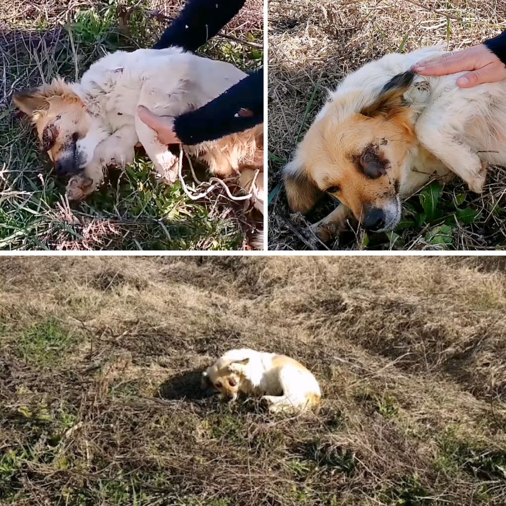 “Héroe de cuatro patas: El perro valiente que superó el dolor para sonreírle a la vida.” .Ni