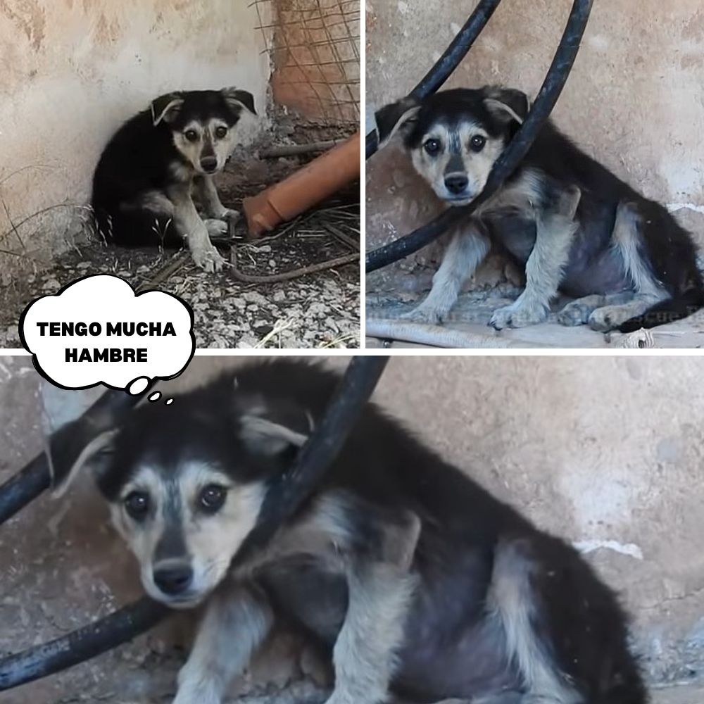 “El hambre atormenta su cuerpo, la soledad desgarra su alma: el perrito vaga buscando la vida en la desesperación.” .Ni