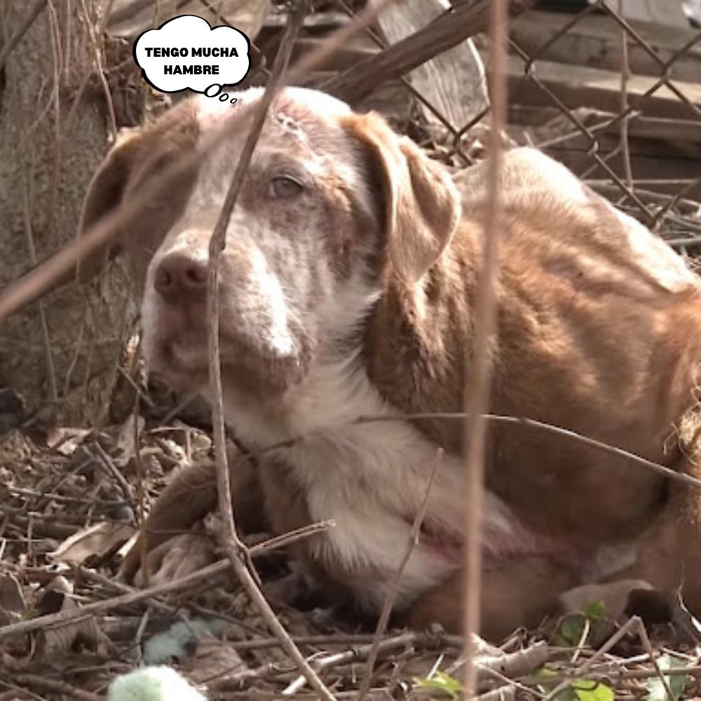“La respiración fatigada del perro solitario resuena en el bosque antiguo, derrumbado por el hambre y el agotamiento.” .Ni