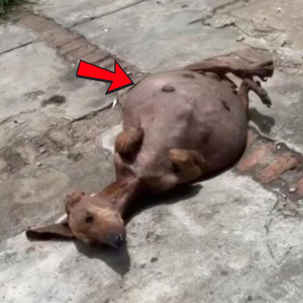 “Con el cuerpo exhausto, la perra embarazada aún lucha por mantener la vida de los cachorros que no han nacido.” .Ni