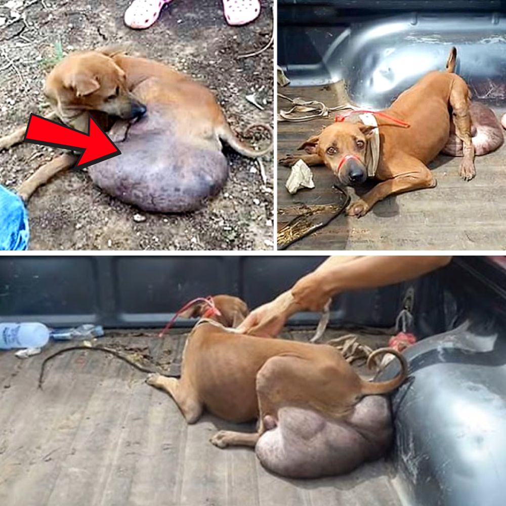 “Con el cuerpo demacrado cargando un gran tumor, el perro desdichado aún se esfuerza por seguir adelante.” .Ni
