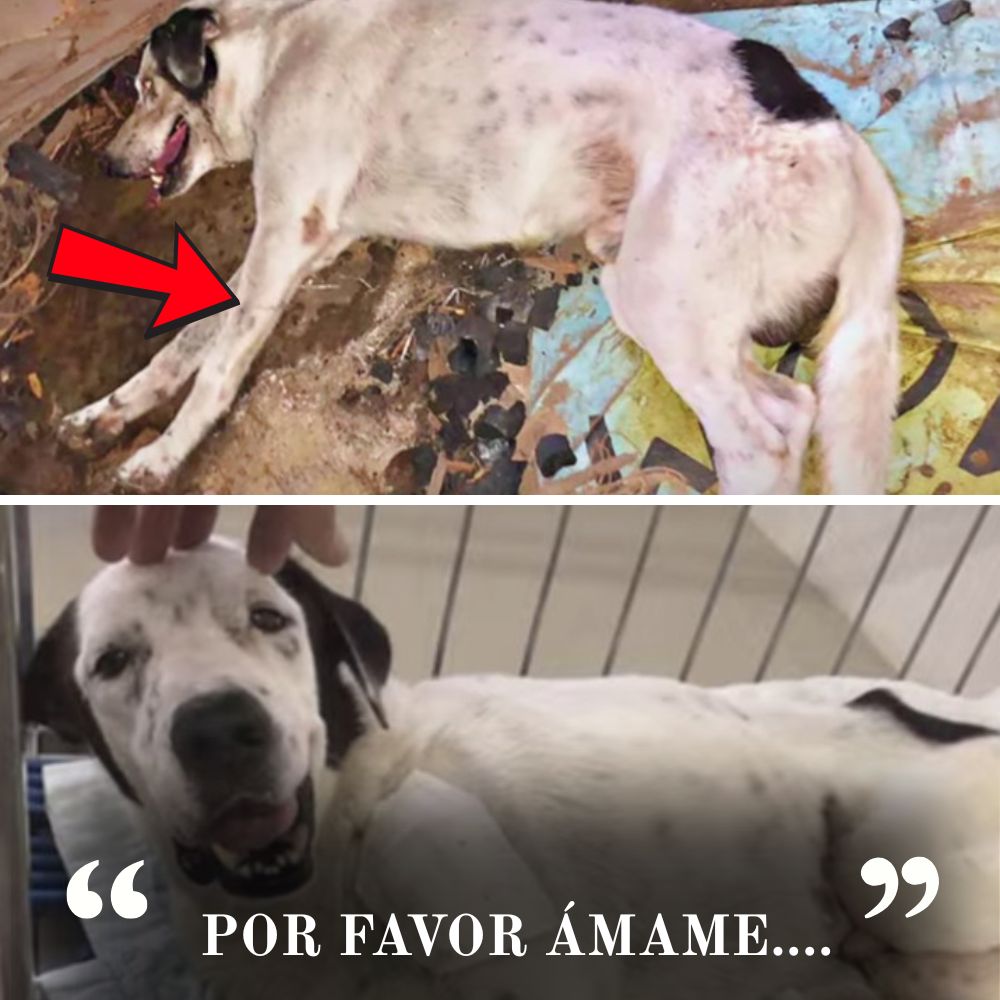 “Soledad y hambre, un débil gemido resuena desde la casa abandonada: el perro desdichado agoniza esperando una mano que lo rescate.” .Ni