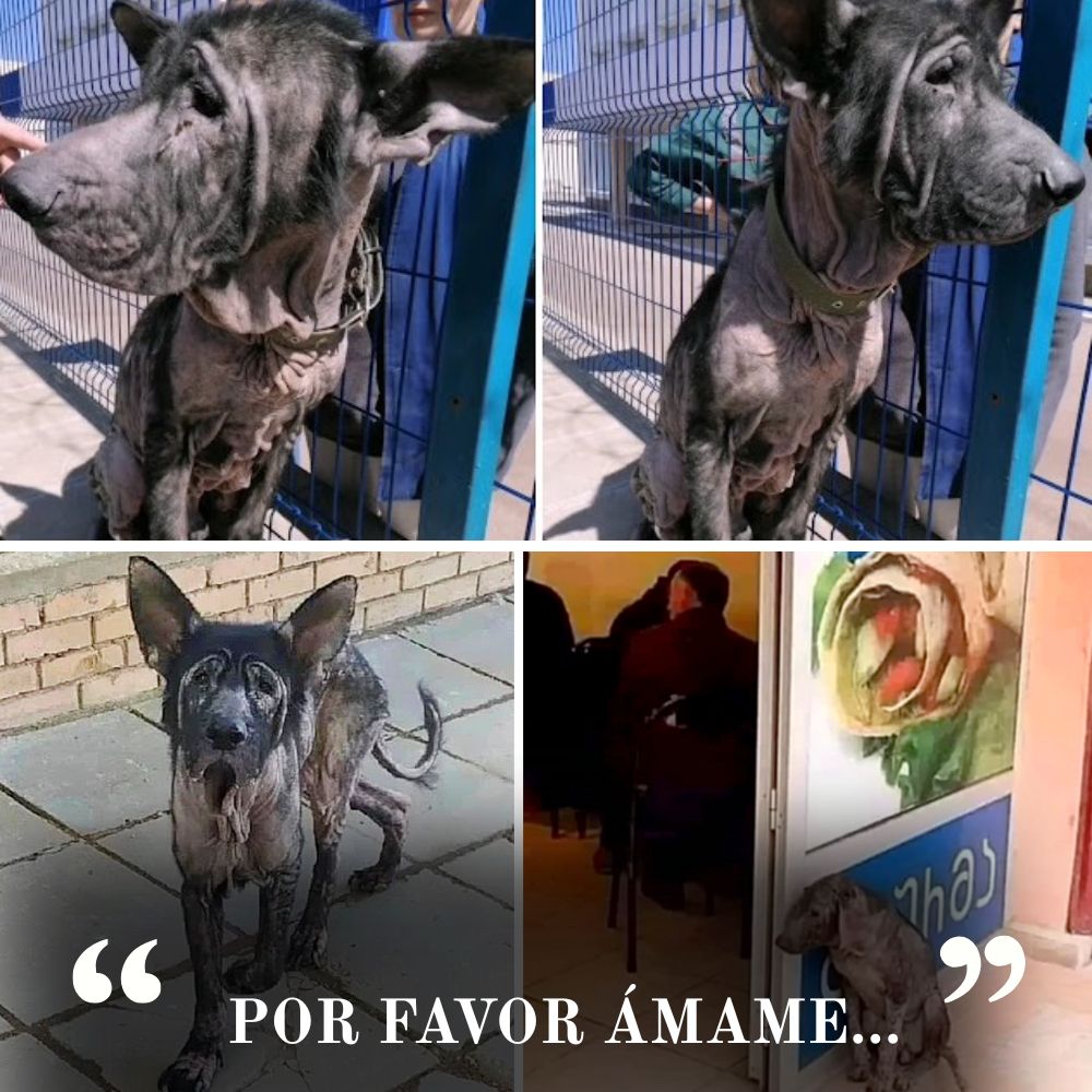 “En medio del bullicio de la multitud, los ojos nublados del perro anciano aún buscan incansablemente un hogar lleno de amor. Con pasos temblorosos, recorre las calles concurridas.” .Ni