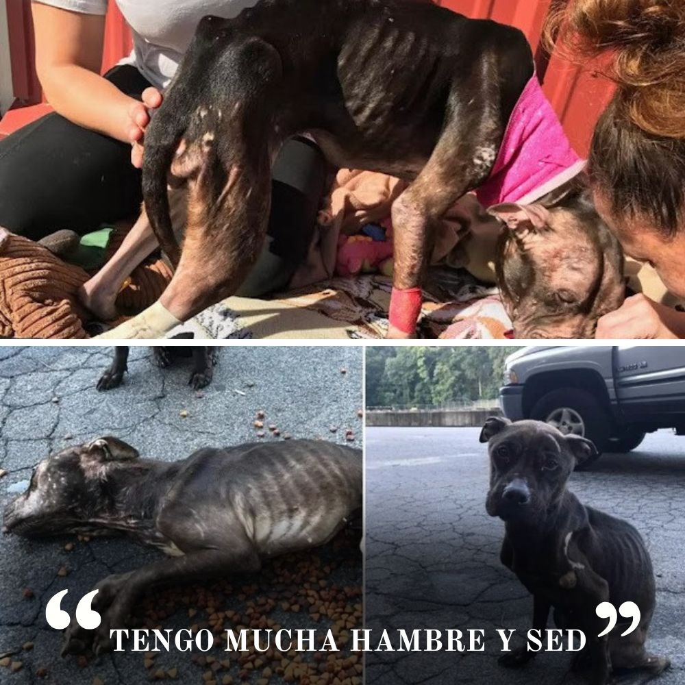 “Los ojos tristes del perro débil, con el cuerpo demacrado y apenas un aliento de vida, arrastra pequeños pasos en busca de sobrevivir.” .Ni
