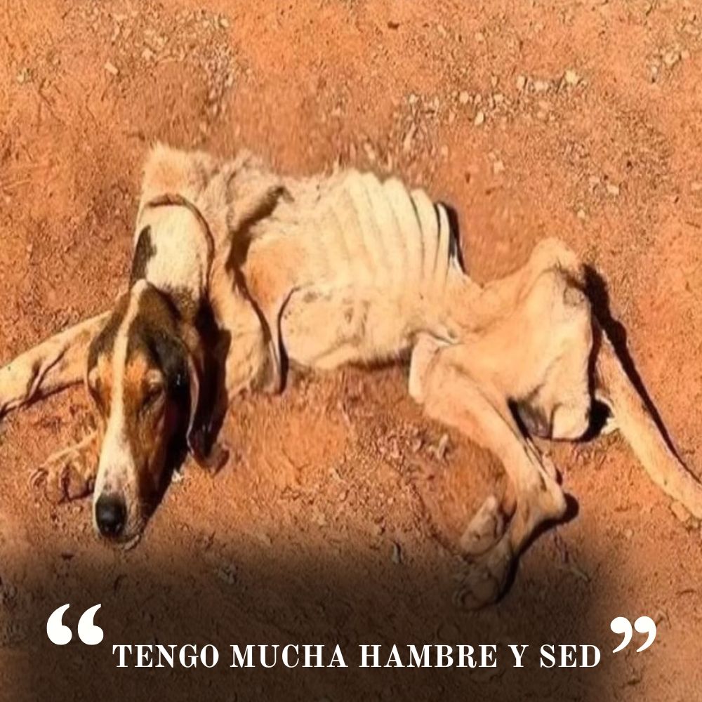 “Débil y exhausto, con un cuerpo reducido a piel y huesos, agoniza en medio de la vida, con la mirada suplicando un milagro.” .Ni
