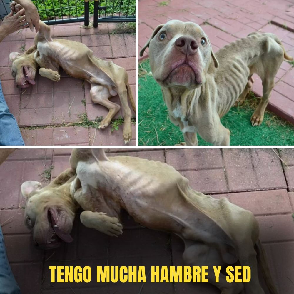 “Los pasos temblorosos y el cuerpo demacrado – el perrito débil despierta una tristeza desgarradora.” .Ni