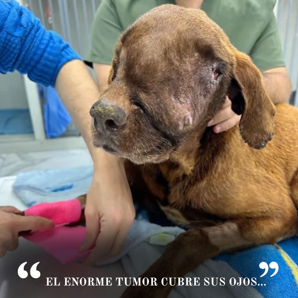 “El enorme tumor que cubre sus ojos – el perro desdichado aún anhela ver la luz de la vida.” .Ni