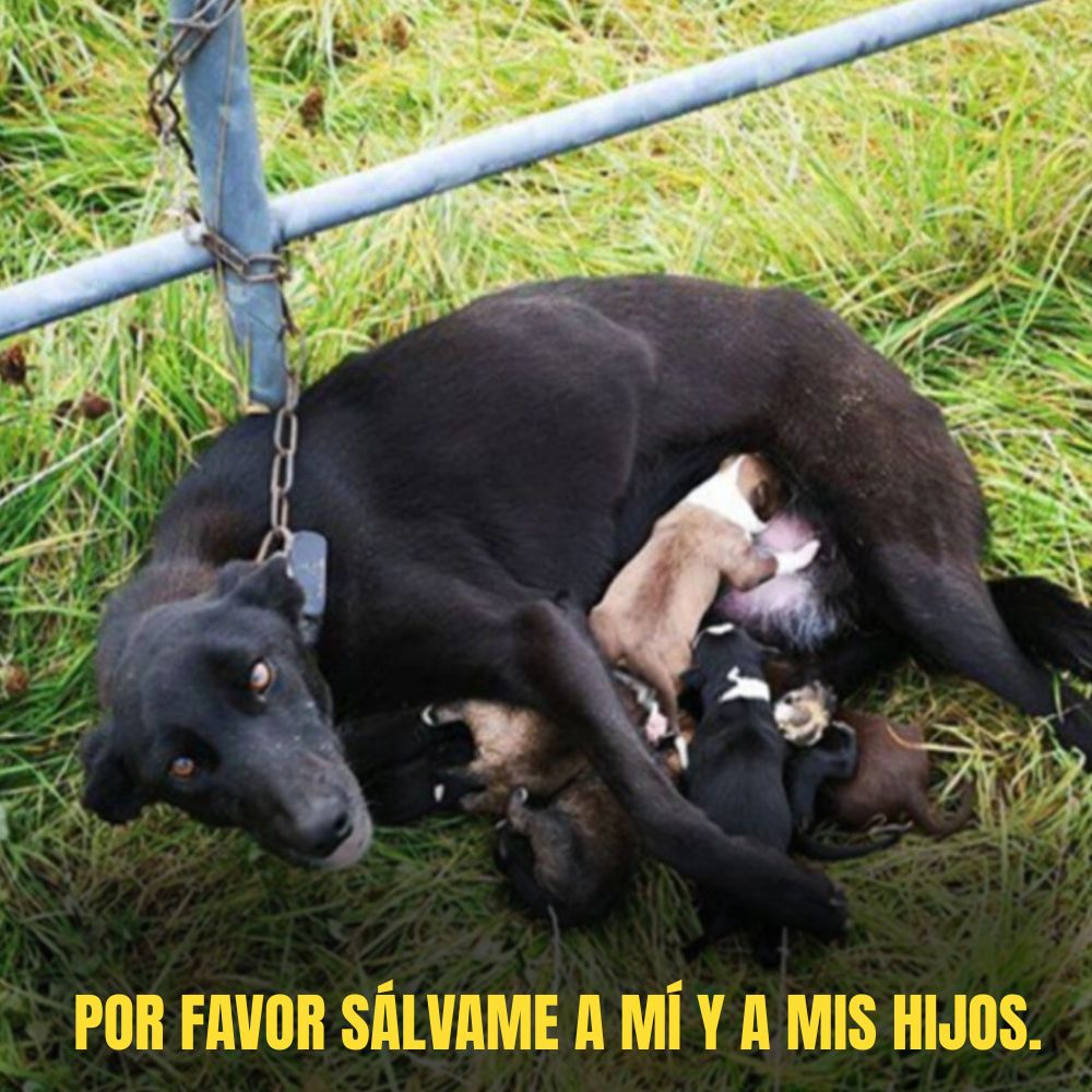 Encadenada en el dolor, la perra madre aún arriesga su vida para proteger cada respiro de sus cachorros frágiles. .Ni