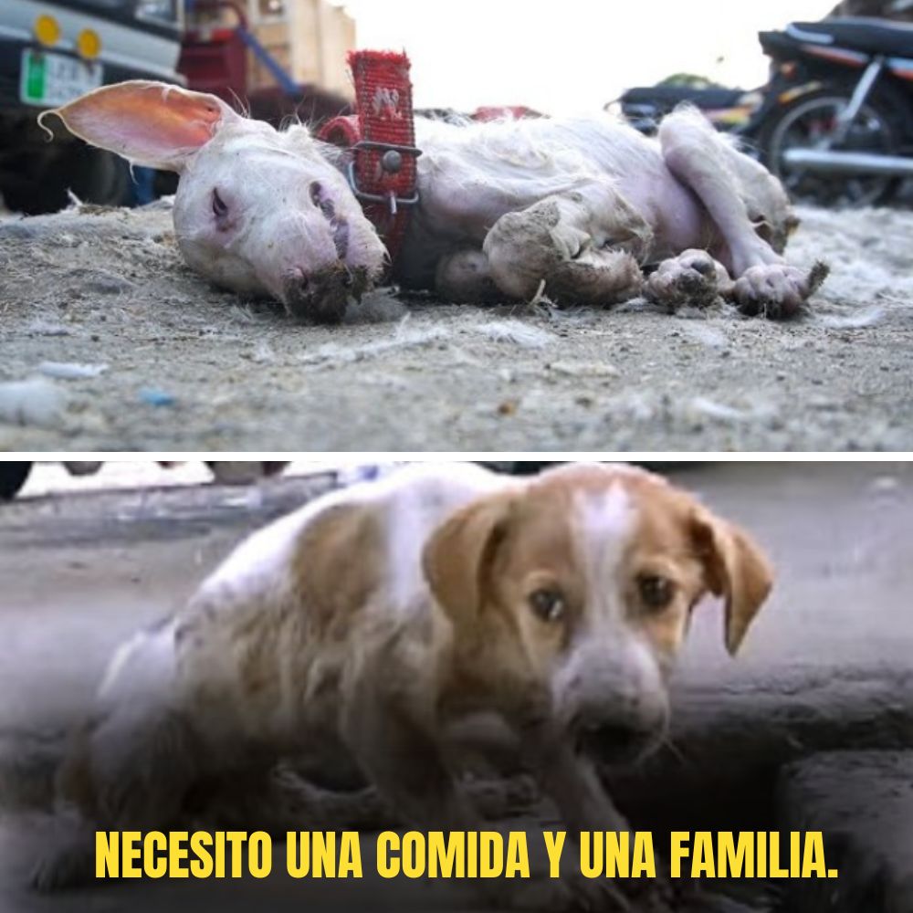Vagando en la esquina de la calle, sin hogar ni madre, el perrito pequeño, débil y frágil, se siente perdido entre la multitud de la ciudad. .Ni