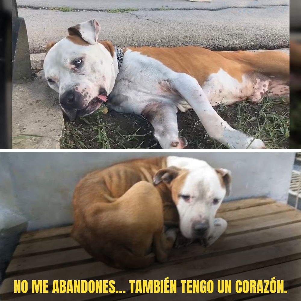 Mis ojos están cansados, pero aún espero a alguien que venga y me llame familia.Un ser exhausto tiembla en el borde del camino, esperando un milagro .Ni