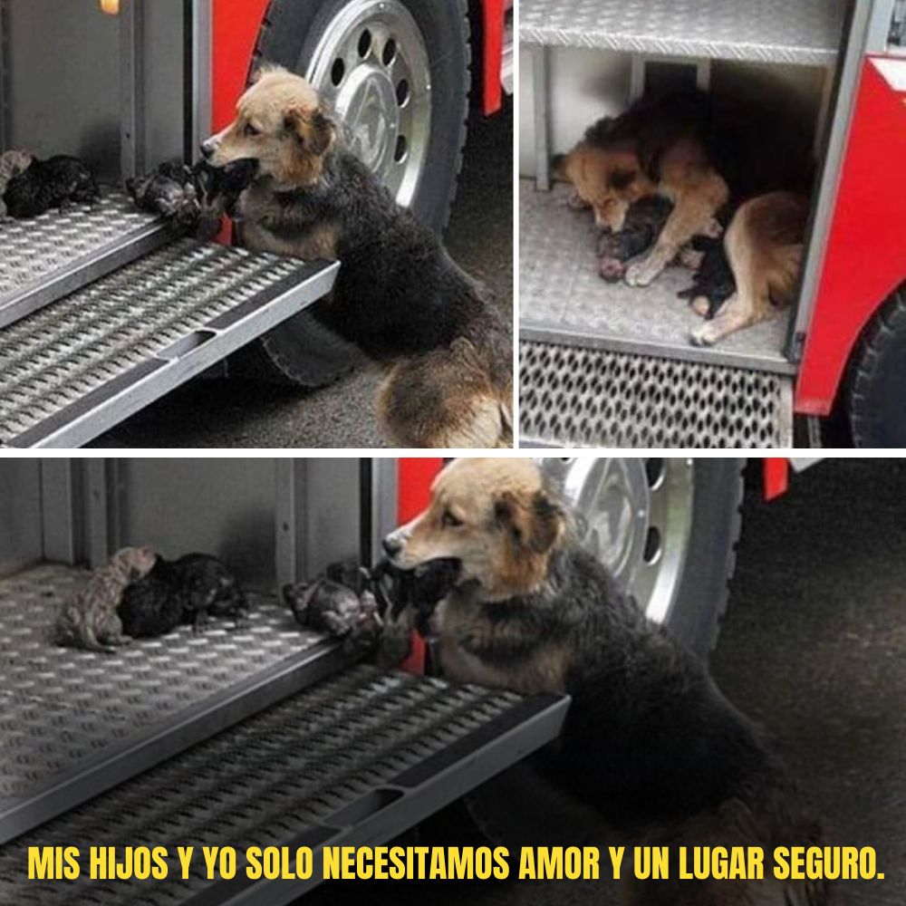 “El perro tembloroso fue sacado del incendio en brazos – su respiración es débil, pero sus ojos aún suplican por la vida.” .Ni