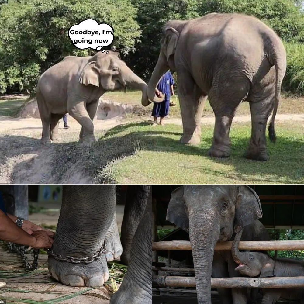 “Goodbye, I have to go now…” One last touch before parting… Two elephants looked at each other in tears, when one of them was about to be chained and robbed of freedom. That moment, their eyes filled with tears, depicted the pain of separation, where family ties were bound by the cruel shackles of humans .q