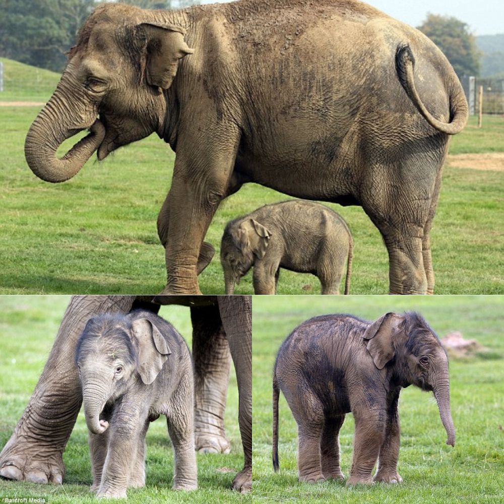 “Goodbye, I’m going now…” In the last moment, the baby elephant nestled close to its mother, innocently not understanding that this would be the last time it would be able to walk beside that protective figure. A tearful goodbye, where the sacred mother-child relationship was torn apart by cruel fate .q