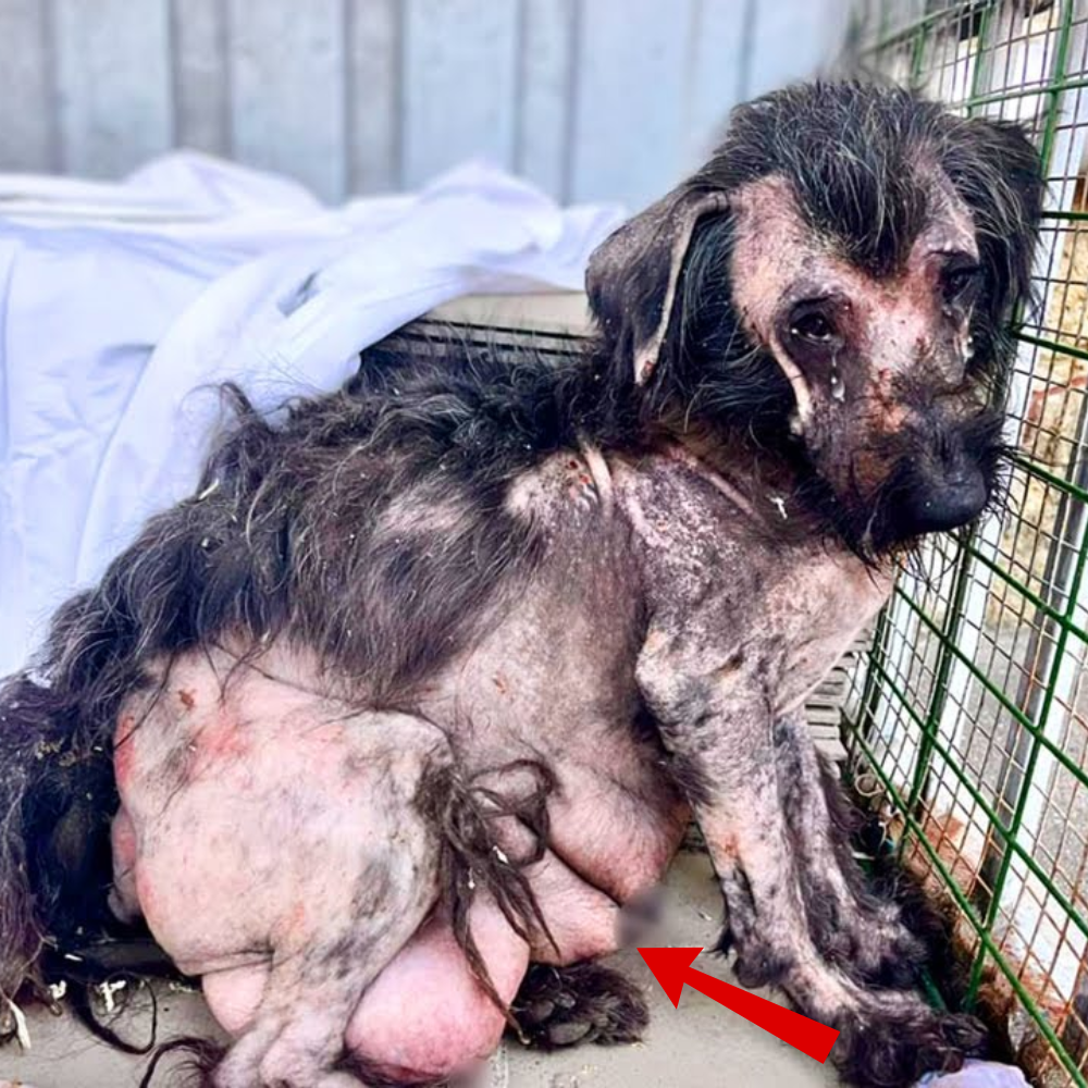 Le arrebataron a sus cachorros recién nacidos, y ahora solo queda un dolor insoportable — se sienta en silencio en la jaula oscura como si hubiera perdido todo su mundo… _P