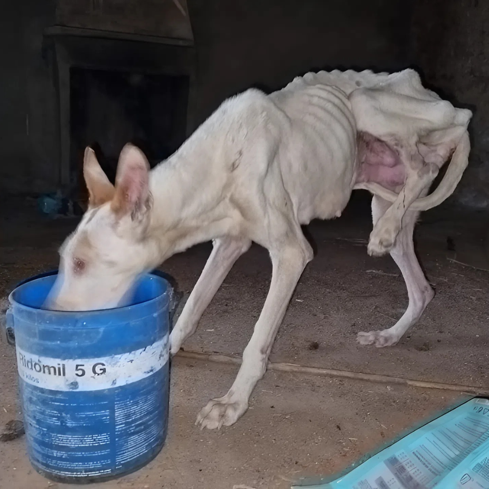 Un perro reducido a piel y huesos, comiendo de un balde de plástico sobre un suelo sucio y oscuro — sobreviviendo junto a cajas de cartón viejas como si todo el mundo lo hubiera olvidado… _P