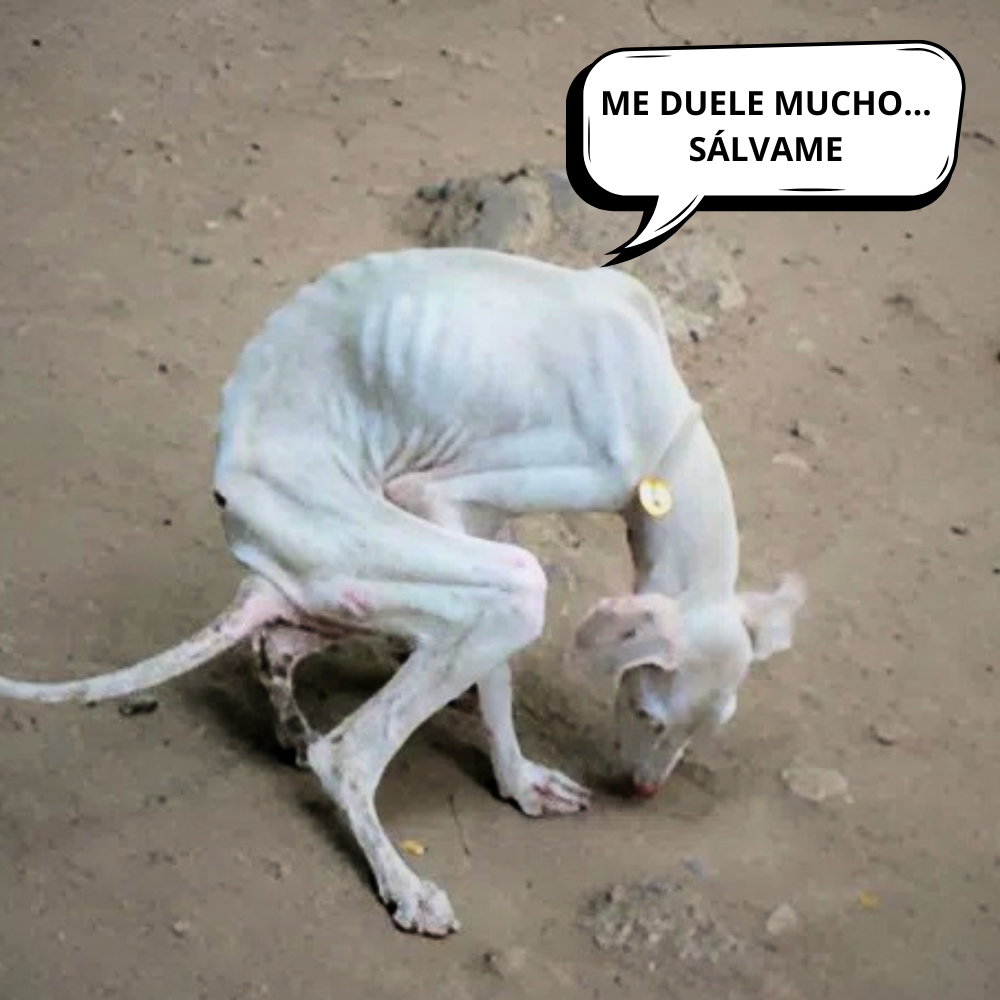 Un perro reducido a piel y huesos fue golpeado en plena calle — pero nadie se detuvo… Su dolor fue ignorado, como si no mereciera ser amado _P