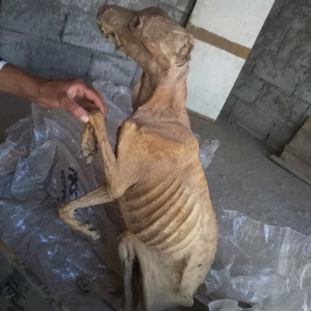 El perro esperó a su dueño en una desesperación silenciosa — su cuerpo se pudrió, y no quedó nada más que el recuerdo del día en que fue abandonado… _P