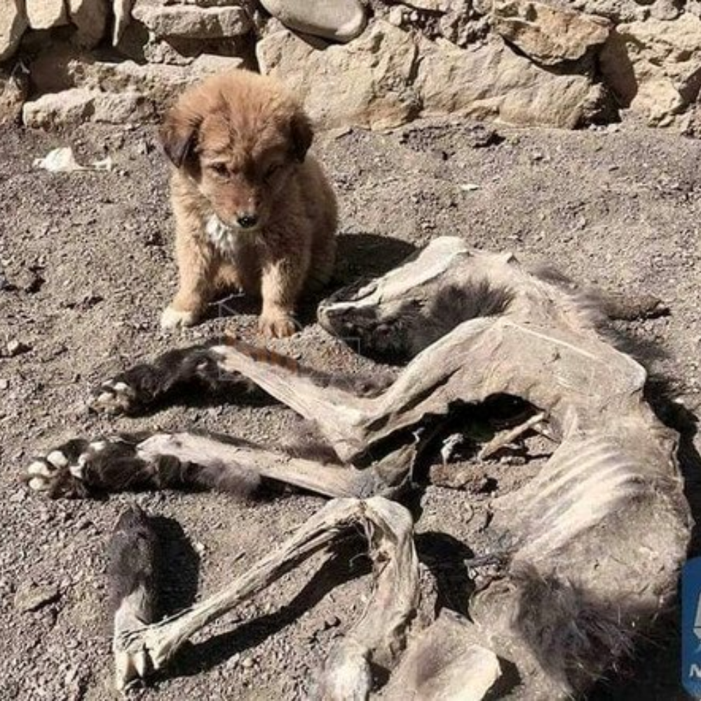 Junto al cuerpo podrido de su madre, el cachorro sigue acostado — con una mirada que aún espera, y un amor que nunca pudo decir adiós… _P