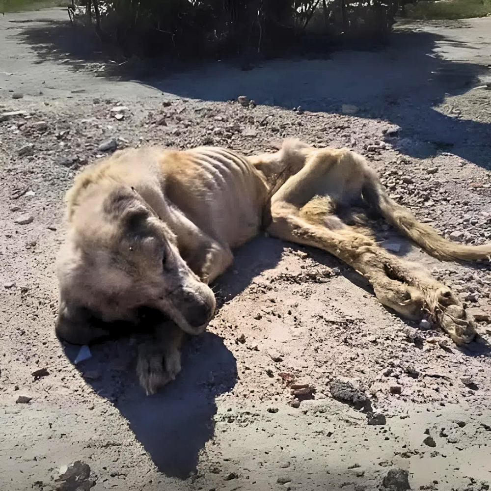Tras ser echado de casa, el perro se quedó frente al portón cerrado — antes un hogar, ahora solo queda el dolor, y aún cree que el amor volverá, aunque sea solo una vez… _P