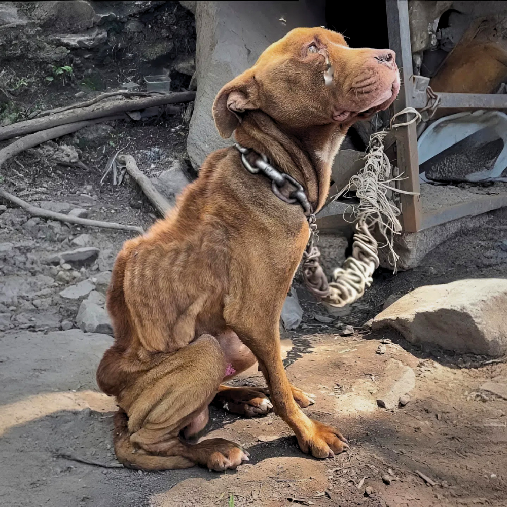 El perro fue abandonado por su dueño en un terreno desolado, encadenado con un pesado collar de hierro oxidado — el hambre y el sufrimiento lo rodeaban, pero nadie volvió a mirar. Como si el mundo ya no tuviera lugar para él… _P