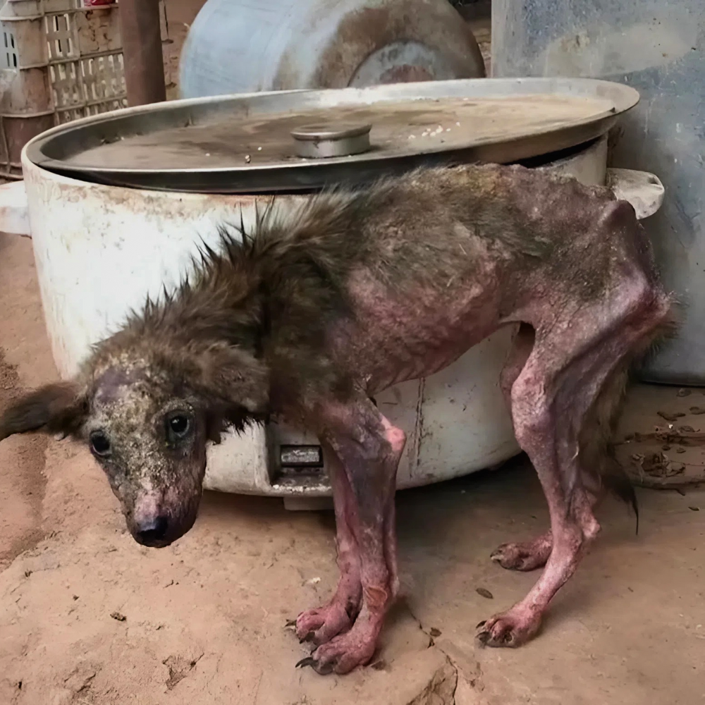 Alguna vez fue un fantasma entre tierra y basura — pero con solo una mirada sin desprecio, entró en un mundo que jamás se atrevió a soñar. Y desde ese instante, comenzó otra vida _P