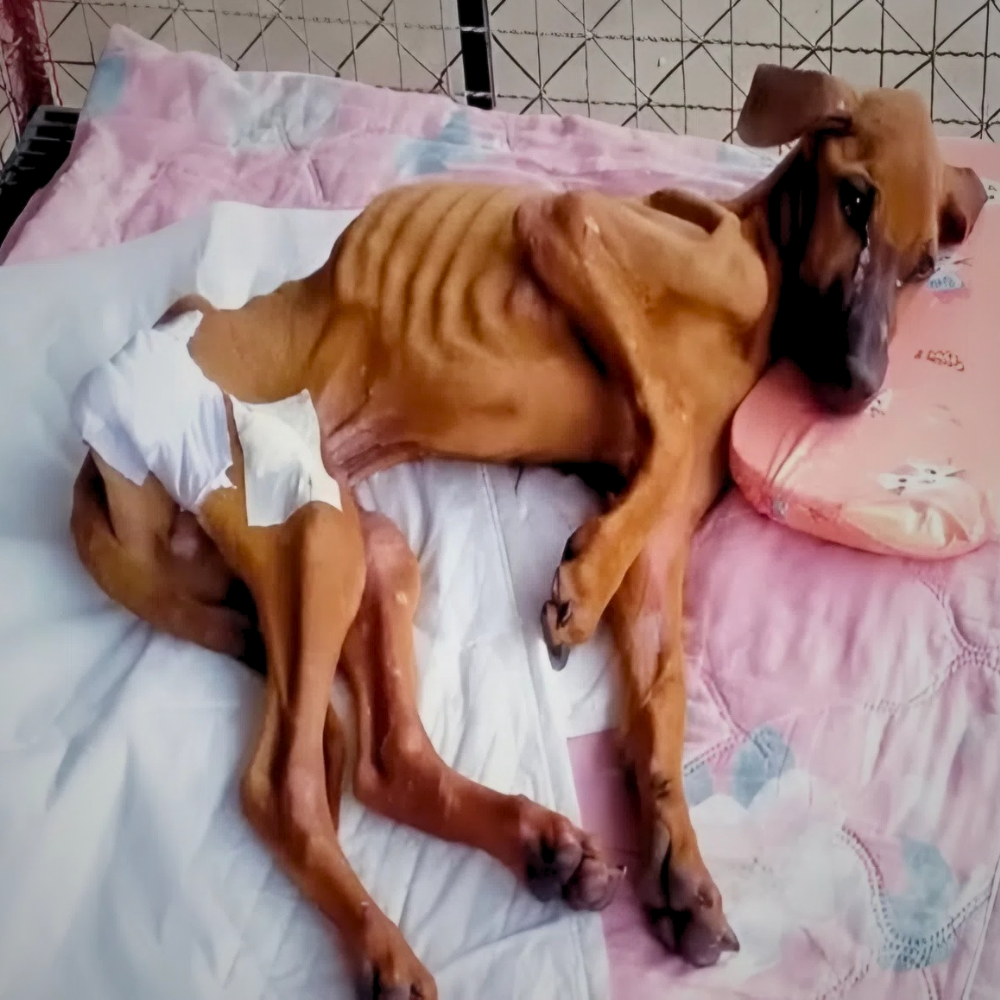 El perro vivió entre basura, con el cuerpo demacrado por el hambre y el abandono — pero cuando la muerte se acercaba, Dios le concedió un milagro y le dio una nueva vida, mejor que antes _P