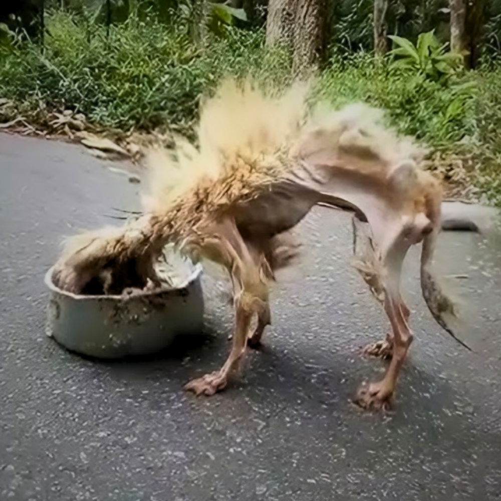 Un perro esquelético, abandonado por su dueño con solo un mes de vida, vagaba por las calles — como si nunca hubiera nacido para ser amado, solo para soportar hambre y dolor… _P