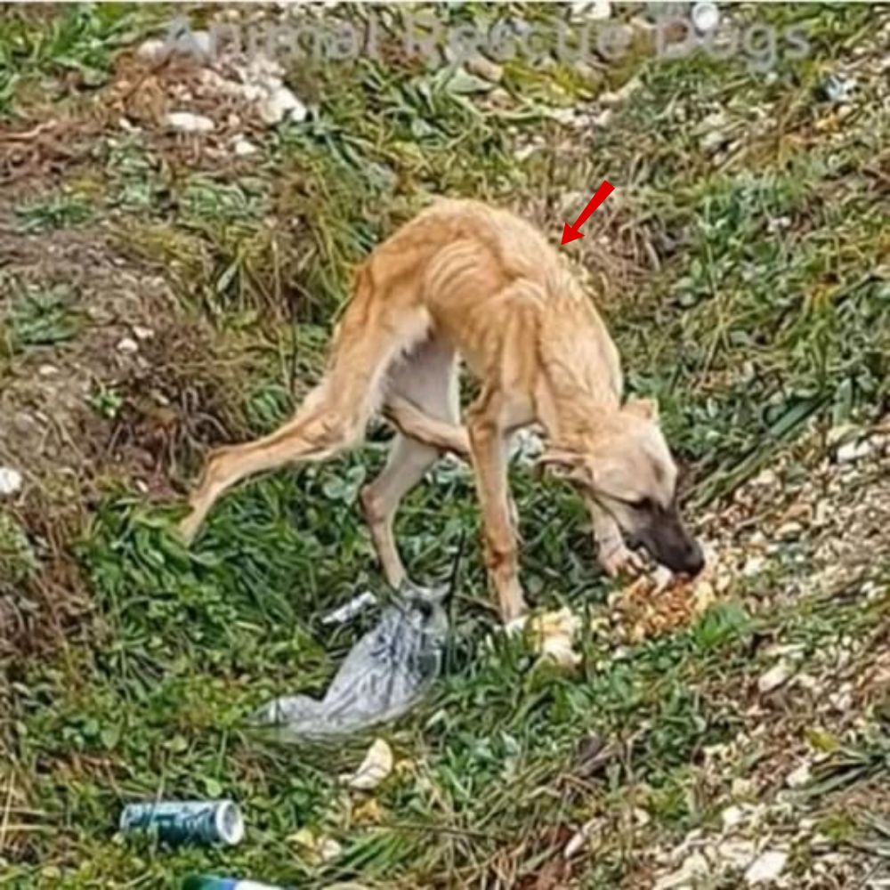 “Tengo muchísima hambre, ya no tengo fuerzas…”, apenas con piel y huesos, el pobre perro temblaba mientras buscaba entre la basura algún trozo de comida para sobrevivir; una imagen desgarradora y conmovedora que nos recuerda que ningún ser vivo merece ser abandonado y sufrir tanto .q