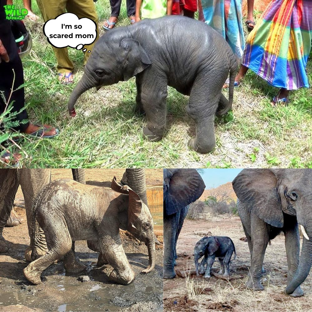“Mom, don’t leave me…” Lost from his mother’s arms at a very young age, the baby elephant wandered alone in the vast world, his innocent eyes filled with sadness as if begging to be loved once, to be protected once…making many hearts shed tears .q