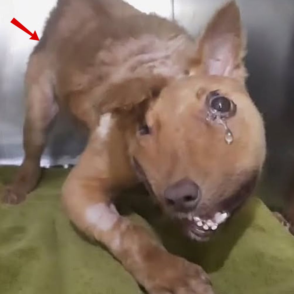 En medio del dolor insoportable, el pobre perro de cuerpo deforme era rechazado y despreciado por todos, con los ojos brillantes de lágrimas como un grito silencioso de ayuda: “Por favor, dame una oportunidad de vivir, de ser amado…” .q
