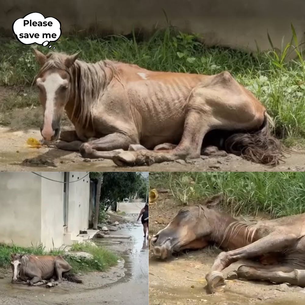 “Please save me, please give me a chance to live…” Exhausted, collapsed on the side of the road, his body weak, the poor horse lay gasping for breath amidst the indifference of life – a haunting image that makes the hearts of millions of people ache .q