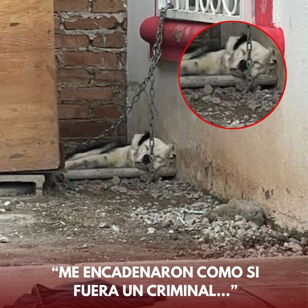“Me encadenaron como si fuera un criminal…” Encadenado fuertemente a la fría esquina de la pared, el perro flaco y de respiración débil yacía indefenso en el suelo seco, sus ojos desesperados parecían estar pidiendo un rayo de esperanza, un abrazo que lo liberara de su vida de prisión .q