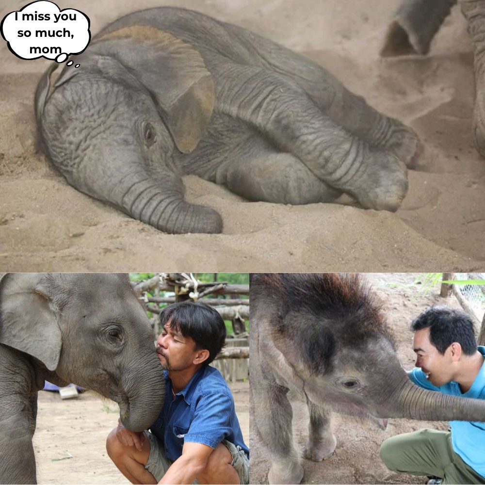 “Mom, I miss you so much…” Between the fragile boundary between life and death, the innocent baby elephant, orphaned by its mother since birth, could only cry silently in pain and despair… but hidden behind those wet eyes was still the desire to be loved, to be saved once again .q