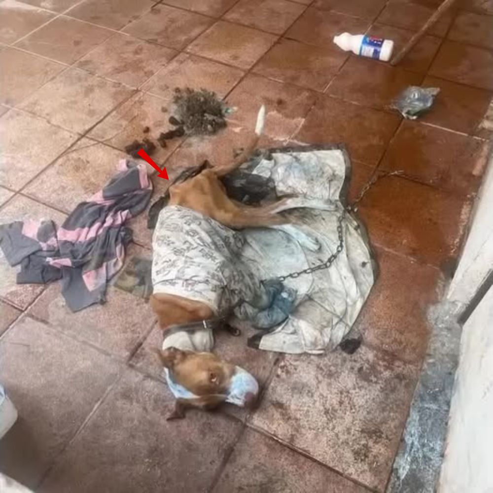 Solo queda un leve aliento… Un perro que una vez anheló ser amado ahora yace indefenso en el suelo frío con su último aliento, encadenado, abandonado en el dolor y la desesperación. Sus ojos imploran salvación, pero los últimos días han estado llenos de oscuridad y crueldad humana .q