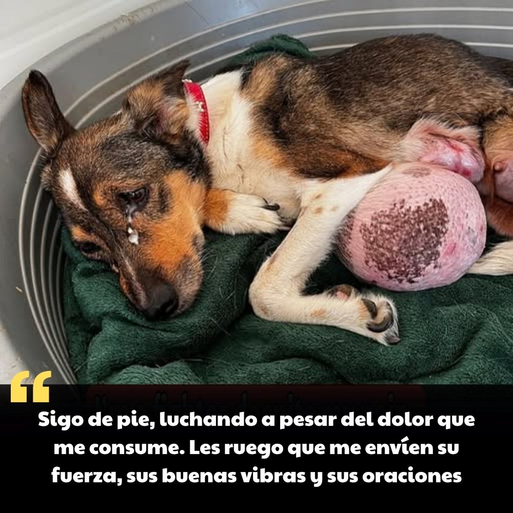En medio del extremo dolor mientras su cuerpo se llenaba de un tumor gigante que poco a poco se tragaba al pobre perrito, él aún intentaba respirar débilmente, sus ojos rogaban por un poco de amor, un abrazo protector y oraciones… para poder seguir luchando contra su cruel destino .q