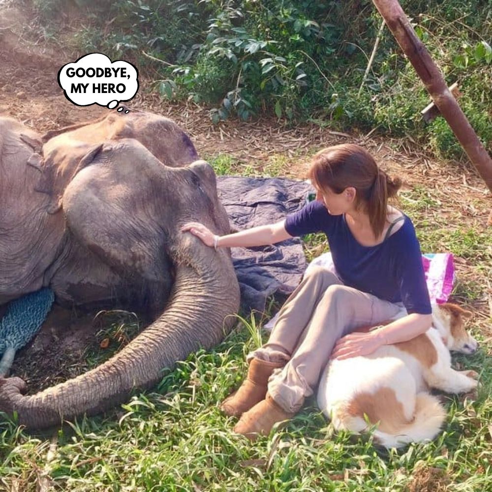 In the final moments of his life, the exhausted elephant collapsed on the grass, his eyes closed in silent pain. But beside him, a gentle woman placed her hand on his giant trunk, whispering as if to reassure him: “You are no longer alone, rest in peace in these loving arms” .q