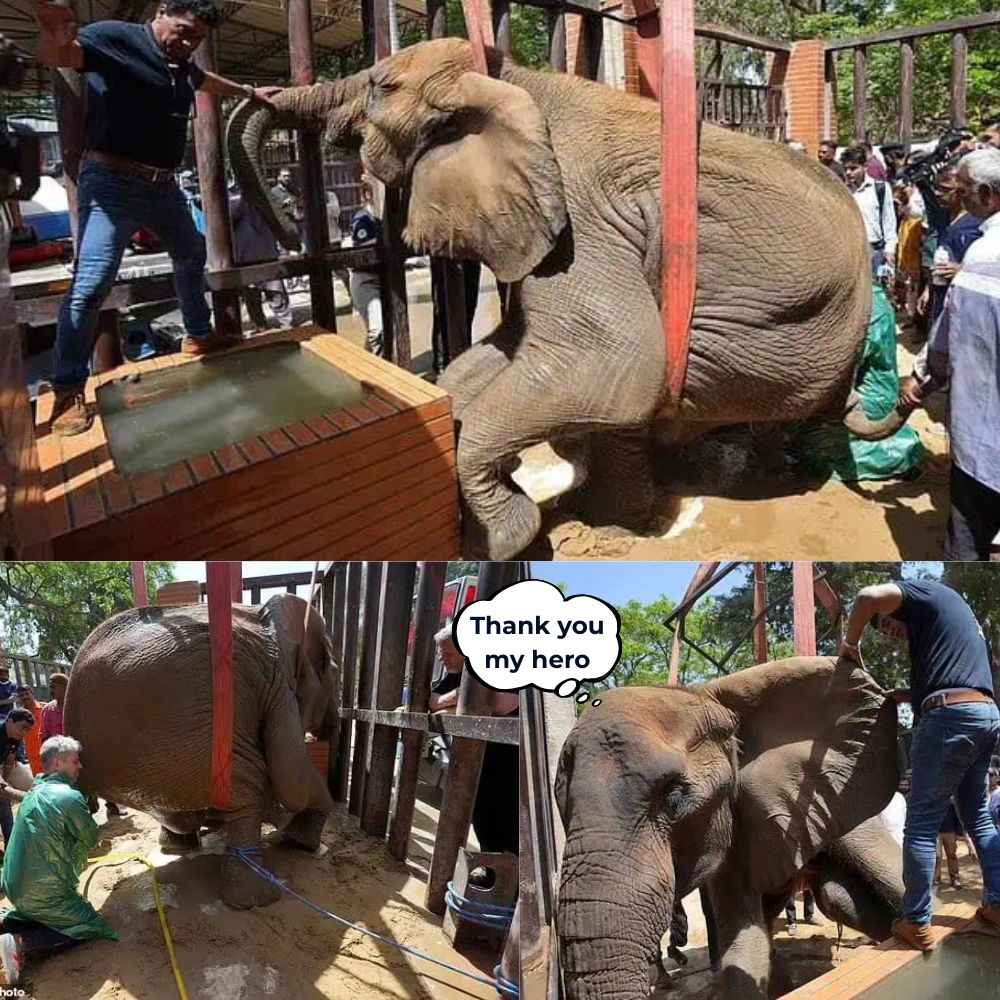 “Without you I cannot continue to live…” A symbol of strength and majesty, now suspended between life and death — this elephant’s silent tears and desperate struggle for survival reveal a heartbreaking truth of cruelty and suffering that words can never fully express .q