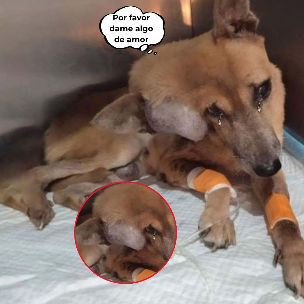 En medio de la fría habitación, un perro flaco con un tumor gigante yacía acurrucado, con las patas vendadas y vías intravenosas entrecruzadas. Sus ojos llorosos parecían llorar por un dolor indescriptible, como si quisiera preguntarle al mundo: “¿Por qué la vida me hace sufrir tanto? .q