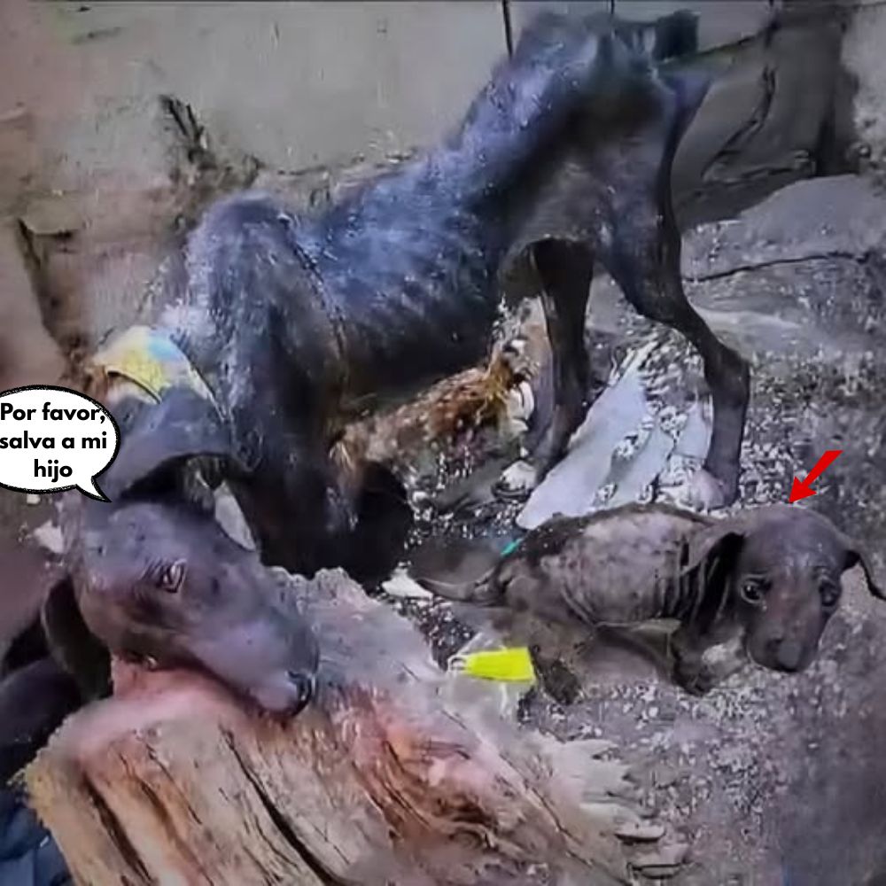 “Por favor, salva a mi hijo…” Una madre delgada yace exhausta en una pila de basura, luchando por proteger a su hijo hambriento, esta imagen inquietante nos recuerda que el amor maternal existe incluso en medio del dolor extremo y la desesperación .q