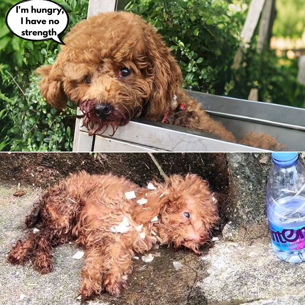 Esos ojos limpios y llenos de confianza ahora solo reflejan dolor y desesperación: el perrito abandonado, hambriento y sediento, yacía inmóvil sobre la fría tierra, como si quisiera hacerle una última pregunta al mundo: “¿Por qué mi amor fue correspondido con tanta crueldad?” .q