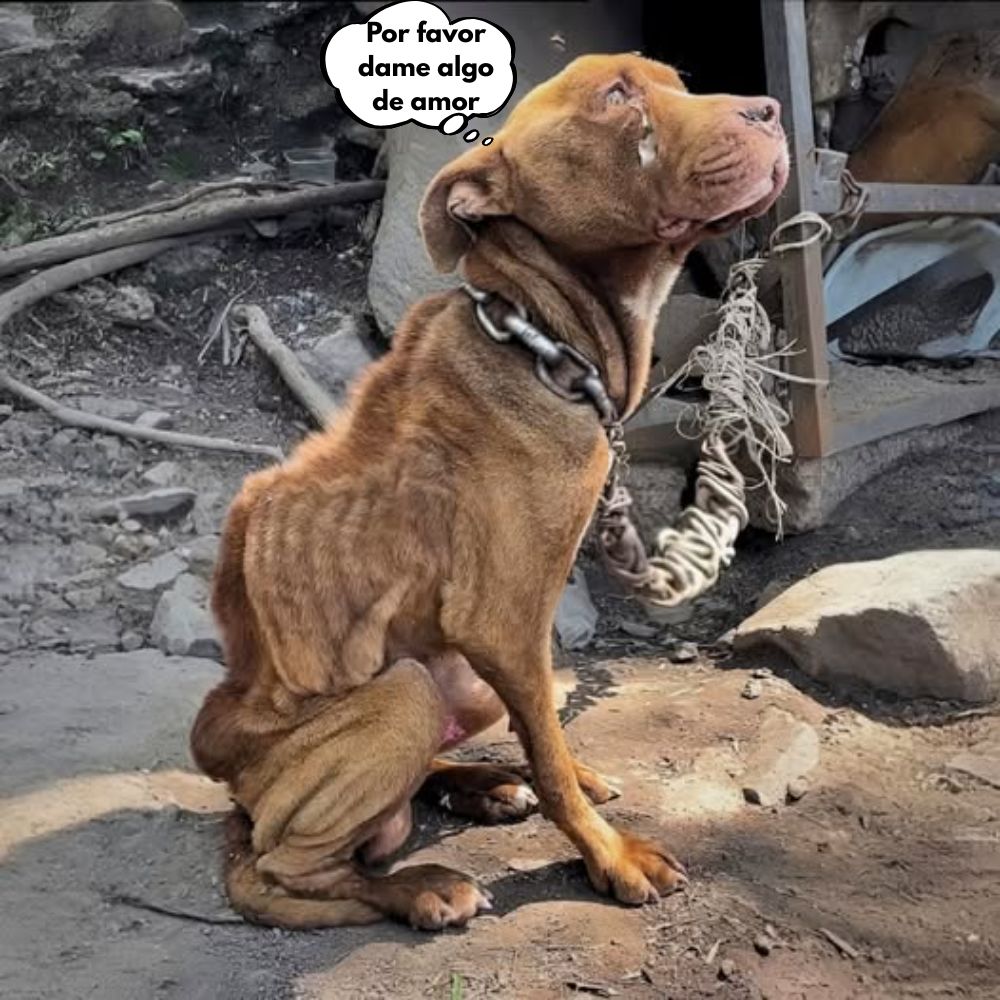 Encadenado por un pesado anillo de hierro oxidado, solo y hambriento, el flaco perro abandonado en el desierto todavía miraba al cielo como si pidiera un poco de amor, una oportunidad de vivir… pero nadie se volvió atrás .q